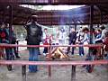 Piknik 2005